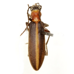 Oxycopis mimetica