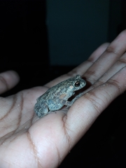 Duttaphrynus melanostictus