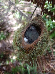 Haplophaedia aureliae