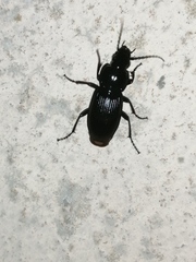 Pterostichus niger