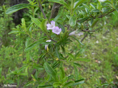 Clinopodium gilliesii