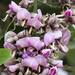 Philenoptera violacea - Photo (c) Wynand Uys, μερικά δικαιώματα διατηρούνται (CC BY), uploaded by Wynand Uys