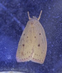 Prionocris protoxantha