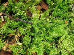Brachytheciastrum velutinum