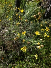 Ericameria linearifolia