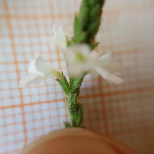 Verbena officinalis image