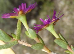 Ruschia orientalis
