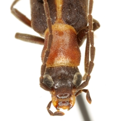 Oxycopis mimetica