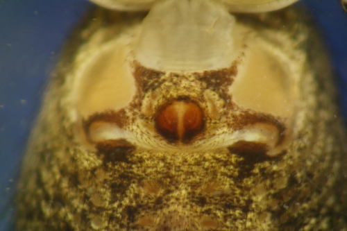 Xysticus acerbus