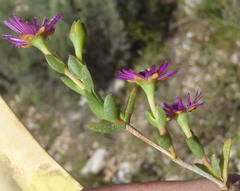 Ruschia orientalis