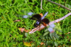 Libellula luctuosa