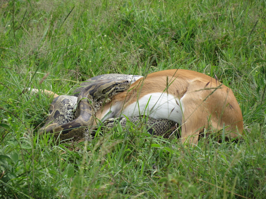 African Rock Python in April 2018 by rjq. An unlucky Friday 13th for an ...