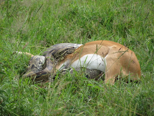 African Rock Python