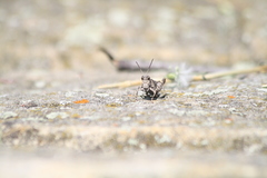 Oedipoda caerulescens