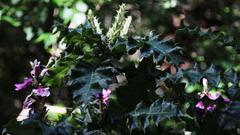 Acanthus polystachyus