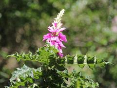 Acanthus polystachyus