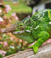 Kinyongia multituberculata