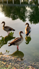 Alopochen aegyptiaca