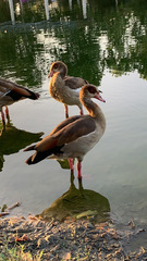 Alopochen aegyptiaca