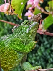 Kinyongia multituberculata