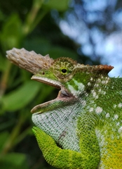 Kinyongia multituberculata