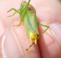 Orchelimum gladiator