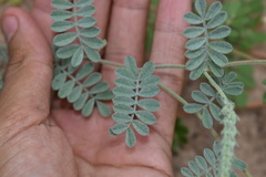 Dalea lanata terminalis