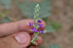Dalea lanata terminalis