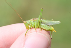 Orchelimum gladiator