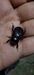 Archophileurus