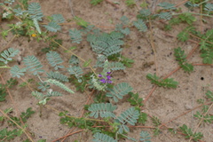 Dalea lanata terminalis