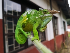 Kinyongia multituberculata