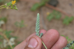 Dalea lanata terminalis