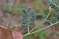 Dalea lanata terminalis