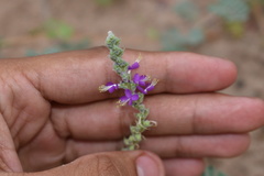 Dalea lanata terminalis