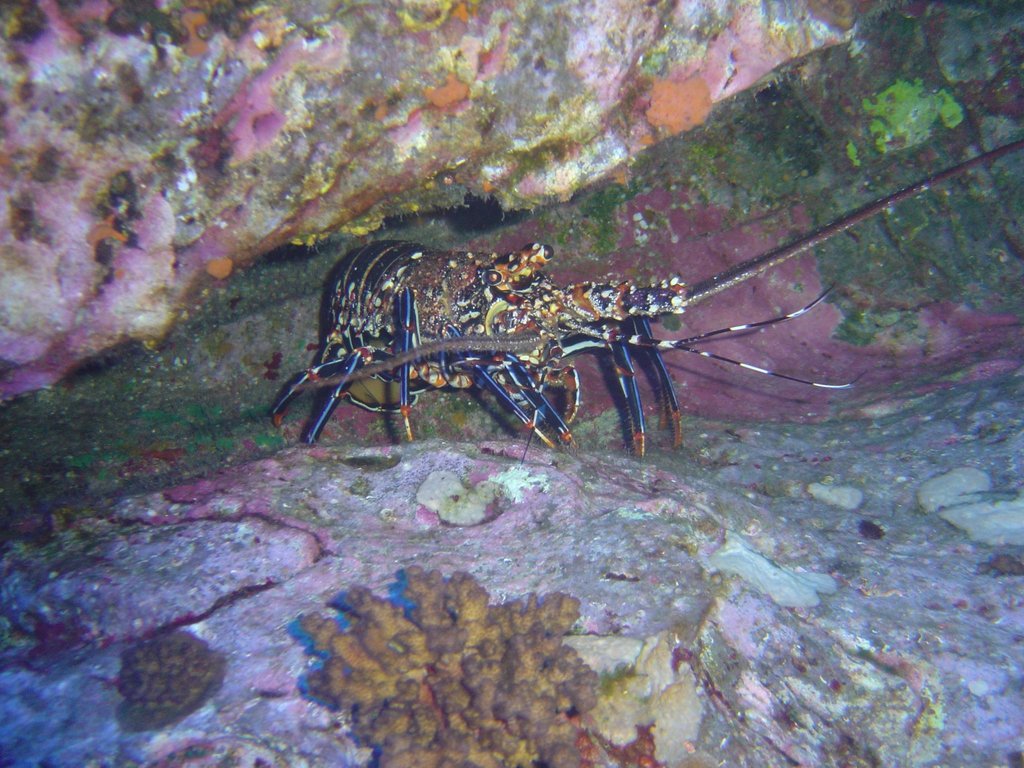 Easter Island Spiny Lobster