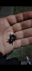 Archophileurus