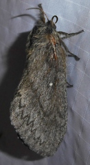 Gloveria arizonensis