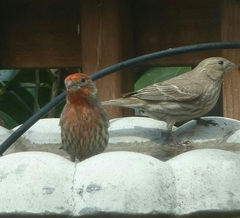 Haemorhous mexicanus