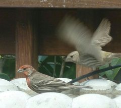 Haemorhous mexicanus