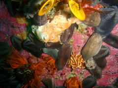 Pentacta doliolum