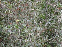 Pterocelastrus rostratus