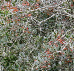 Pterocelastrus rostratus