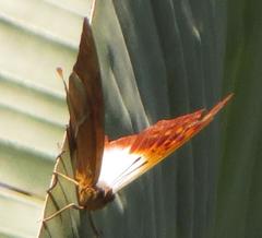 Charaxes varanes varanes