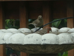 Haemorhous mexicanus