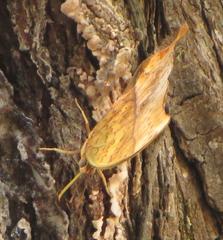Charaxes varanes varanes