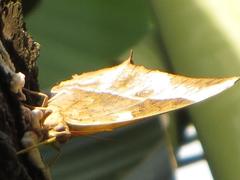 Charaxes varanes varanes