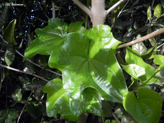 Dioscorea bryoniifolia