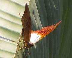 Charaxes varanes varanes