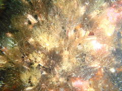 Pentacta doliolum